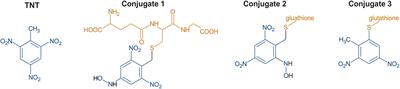 Structure-Guided Mechanisms Behind the Metabolism of 2,4,6-Trinitrotoluene by Glutathione Transferases U25 and U24 That Lead to Alternate Product Distribution